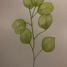 My project in Naturalist Illustrations with Watercolors: Drawing and Composition course. Un progetto di Illustrazione tradizionale, Disegno, Pittura ad acquerello, Illustrazione naturalistica e Design di b7krc8dfsd - 26.01.2022