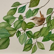Zaunkönig. Traditional illustration, Painting, and Watercolor Painting project by sabine.hobbie - 01.21.2022