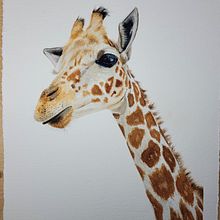 My project in Expressive Animal Portraits in Watercolor course - Giraffe. Traditional illustration, Watercolor Painting, Realistic Drawing, and Naturalistic Illustration project by claudia.ms - 01.26.2022