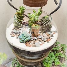 Mi Proyecto del curso: Arte vegetal: crea tu propio terrario abierto. Un progetto di Interior design, Paesaggismo, Interior Design, DIY e Design floreale e vegetale di Luis Palacios - 26.01.2022
