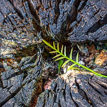 Proyecto Final . Een project van Fotografie y Digitale fotografie van Isaac Stiven García - 26.01.2022