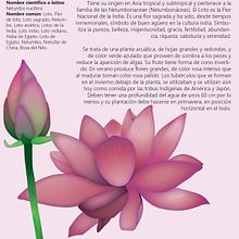 Ilustración naturalista de flor de loto. Ilustração tradicional, Ilustração digital e Ilustração naturalista projeto de Jatziry Abigail - 27.01.2022