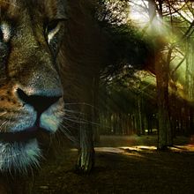 Mój projekt z kursu: Sekrety fotomontażu i kreatywnego retuszu zdjęć. Projekt z dziedziny Fotografia, Postprodukcja fotograficzna, VFX, Retuszowanie fotografii, Fotografia art, st, czna,  Kompoz, cja w fotografii i Fotomontaż użytkownika Natalia Frąk - 27.04.2022