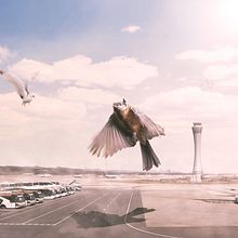 Meu projeto do curso: Fotomontagem surrealista com Photoshop. Projekt z dziedziny Postprodukcja fotograficzna, Retuszowanie fotografii, Fotografia c, frowa,  Kompoz, cja w fotografii i Fotomontaż użytkownika André Tedesco - 27.01.2022