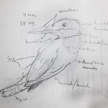 Mi Proyecto del curso: Acuarela naturalista con expresión y personalidad. Un projet de Illustration traditionnelle, Aquarelle et Illustration naturaliste de Daniel Porras N. - 29.01.2022