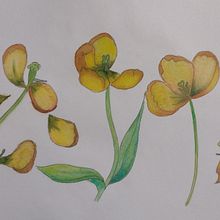Mi Proyecto del curso: Sketchbook botánico: una aproximación meditativa. Een project van Traditionele illustratie,  Schetsen,  Tekening, Aquarelschilderen,  Botanische illustratie y Sketchbook van Virginia Daga - 29.01.2022
