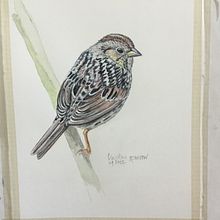 My project in Naturalist Bird Illustration with Watercolors course . % Ellyn Gaspardi tarafından hazırlanan Geleneksel illüstras, on, Sulubo, a Resim, Gerçekçi Çizim, Doğalcı İllüstras, Ve on projesi - 01.29.2022