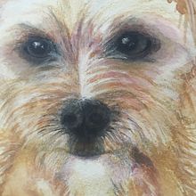 Mi Proyecto del curso: Retratos expresivos de animales en acuarela. Un proyecto de Ilustración tradicional, Pintura a la acuarela, Dibujo realista e Ilustración naturalista				 de Ximena Almeida - 30.01.2022