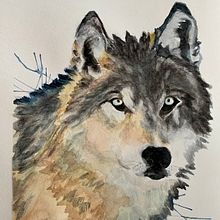 Endangered Timberwolf. Projekt z dziedziny Trad, c, jna ilustracja,  Sztuki piękne,  Malarstwo, Ilustracja naturalist, czna i Malowanie akwarelą użytkownika vacker8 - 30.01.2022