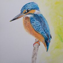 King fisher. Watercolor Painting project by Edit Mason - 01.31.2022