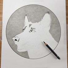 German Shepherd. Projekt z dziedziny R i sowanie kredkami użytkownika Lee Billingham - 31.01.2022
