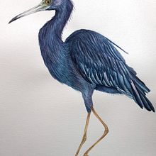 My project in Naturalist Bird Illustration with Watercolors course Ein Projekt aus dem Bereich Traditionelle Illustration, Aquarellmalerei, Realistische Zeichnung und Naturalistische Illustration von wiehermal - 01.02.2022