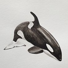 My project in Naturalist Illustration Techniques: Whales in Watercolor course. Un projet de Illustration traditionnelle, Conception d'affiches, Illustration numérique , et Manga de Diana Poell - 01.02.2022