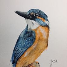 Mi Proyecto del curso: Ilustración naturalista de aves con acuarela. Projekt z dziedziny Trad, c, jna ilustracja, Malowanie akwarelą, R, sunek realist, czn, Ilustracja naturalist i czna użytkownika Rebecca Angelina Fernández - 02.02.2022