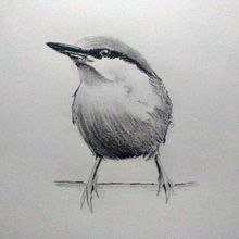 Mi Proyecto del curso: Acuarela artística para ilustración de aves. Traditional illustration, Watercolor Painting, Realistic Drawing, and Naturalistic Illustration project by Mónica Ochoa de Muñoz - 02.01.2022