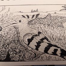 My project in Dip Pen and Ink Illustration: Capturing The Natural World course. Projekt z dziedziny Sketching,  R, sunek,  R, sunek art, st, czn, Sketchbook,  R, sunek atramentem, Ilustracja naturalist i czna użytkownika itsilana - 02.02.2022