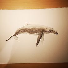 Mein Kursprojekt: Techniken der naturalistischen Illustration: Wale in Aquarell. Een project van  Beeldende kunst, Schilderij, Aquarelschilderen y Naturalistische illustratie van Armin Rist - 02.02.2022