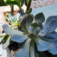 Concrete planters. Arts, Crafts, Furniture Design, Making, Interior Design, Interior Decoration, and DIY project by Odile Robertson - 02.02.2022