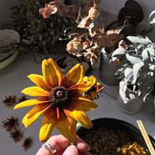 Dyeing with local rudbeckia flowers. Un proyecto de Teñido Textil y Diseño textil de Rebecca Rigg - 02.02.2022