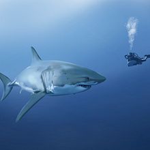 Flower . % Michaël Vicedo tarafından hazırlanan Geleneksel illüstras, Ve on projesi - 02.03.2022