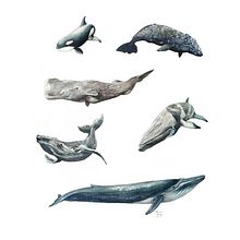 Mi Proyecto del curso: Técnicas de ilustración naturalista: ballenas en acuarela. Projekt z dziedziny Trad, c, jna ilustracja,  Projektowanie plakatów, Ilustracja c, frowa i Manga użytkownika Adrián Rayón - 02.02.2022