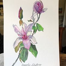 Mon projet du cours : Carnet de croquis botanique : une approche méditative. Un progetto di Illustrazione tradizionale, Bozzetti, Disegno, Pittura ad acquerello, Illustrazione botanica e Sketchbook di Michelle Sarrazin - 03.02.2022