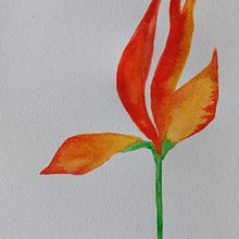 Meu projeto do curso: Aquarela botânica: ilustre a anatomia das flores. Traditional illustration, Fine Arts, Painting, Drawing, Watercolor Painting, and Botanical Illustration project by Maria Moll - 02.03.2022