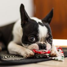 Fotografía lifestyle de perros: Nikko el Boston Terrier de San José, Costa Rica. Photograph, Portrait Photograph, Instagram Photograph, Documentar, Photograph, Lifest, and le Photograph project by Adrián Herrera Campos - 02.01.2022