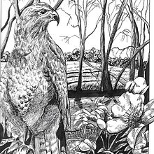 Mon projet du cours : Illustration à l'encre et à la plume : représentez le monde naturel. Un proyecto de Bocetado, Dibujo, Dibujo artístico, Sketchbook, Ilustración con tinta e Ilustración naturalista				 de marie orilel - 04.02.2022