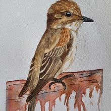 Grauwe Vliegenvanger in watercolor. Un progetto di Pittura ad acquerello, Belle arti, Illustrazione tradizionale, Bozzetti e Disegno di Henriëtte Doornwaard - 05.02.2022