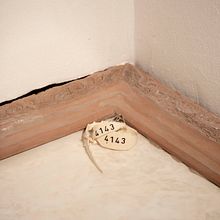4.14.3 The Half of my Genes followed yours. Photograph project by Marica Minotti - 02.05.2022
