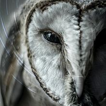 FUSÃO - CURSO CARLOS MARSAL. Un proyecto de Ilustración tradicional e Ilustración digital de Kawan Rodrigues dos Santos - 05.02.2022