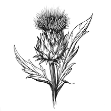 Thistle sketch . Un progetto di Illustrazione tradizionale di lepinink - 07.02.2022