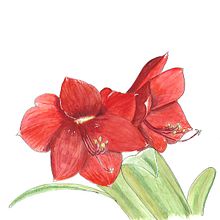 My project in Botanical Sketchbooking: A Meditative Approach course. Traditional illustration, Sketching, Drawing, Watercolor Painting, Botanical Illustration, and Sketchbook project by Ivonne Wierink - 02.08.2022