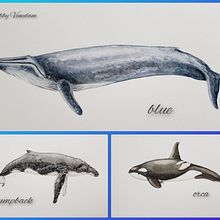 My project in Naturalist Illustration Techniques: Whales in Watercolor course. Traditional illustration, Poster Design, Digital Illustration, and Manga project by Bobby Venedam - 02.09.2022