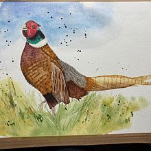 Watercolour of pheasant using various techniques learnt on the course. Arts, and Crafts project by Ian Taylor - 02.10.2022