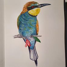 My project in Naturalist Bird Illustration with Watercolors course. Un progetto di Illustrazione tradizionale, Pittura ad acquerello, Disegno realistico e Illustrazione naturalistica di Henriëtte Doornwaard - 11.02.2022