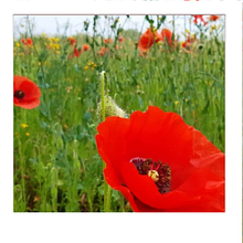 Poppies Il mio progetto del corso: Fotografia professionale per Instagram. Advertising, Photograph, Marketing, Social Media, Mobile Photograph, Product Photograph, Mobile Marketing, Instagram, Instagram Photograph, Lifest, and le Photograph project by Eleonora Zuliani - 02.11.2022