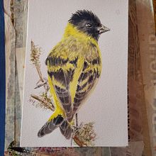 Mi Proyecto del curso: Ilustración naturalista de aves con acuarela. Traditional illustration, Watercolor Painting, Realistic Drawing, and Naturalistic Illustration project by angimoris - 02.11.2022