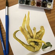 Buddha's Hand. Watercolor Painting, Traditional illustration, and Painting project by Brooke Walker - 02.11.2022