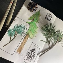 Pinheiro. Un progetto di Sketchbook di Luana Cristina dos Santos Honorato - 11.02.2022
