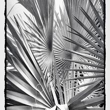 Goma Bicromatada Monocromo Palma Ave #1 (20x30 cms) Ein Projekt aus dem Bereich Fotografie, H, werk, Bildende Künste, Malerei, Bildbearbeitung, Digitalfotografie, Artistische Fotografie, Außenfotografie und Analogfotografie von Tipia Lab - 12.02.2022