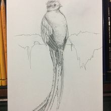 Quetzal de hojas. Projekt z dziedziny Trad, c, jna ilustracja, R, sunek ołówkiem,  R, sunek,  R, sunek art, st, czn, Ilustracja naturalist, czna, R i sowanie kredkami użytkownika Carmen Miranda Vargas - 12.02.2022