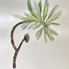 Botanical drawing of Aloe 2010. Un proyecto de Ilustración botánica de Matilda Angus - 12.02.2022