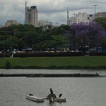 Meu projeto do curso: ibIrapuera. Fine Arts, Watercolor Painting, and Traditional illustration project by Silvia Abramant - 02.12.2022