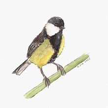 Mein Kursprojekt: Illustriere Vögel mit expressiven Aquarelltechniken. Traditional illustration, Watercolor Painting, Realistic Drawing, and Naturalistic Illustration project by Silvia Stangl - 02.13.2022
