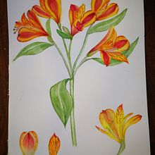 Mein Kursprojekt: Botanisches Aquarell: illustriere die Anatomie der Blumen Ein Projekt aus dem Bereich Traditionelle Illustration, Bildende Künste, Malerei, Zeichnung, Aquarellmalerei und Botanische Illustration von ari - 13.02.2022