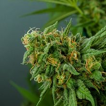 Productos de CBD destacados de las mejores marcas. Traditional illustration, Photograph, Photographic Lighting, and Mobile Marketing project by Hannapy Social - 02.14.2022