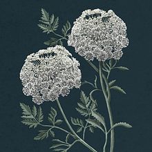 Ilustración botánica. Traditional illustration, and Botanical Illustration project by Raquel Feria Legrand - 02.14.2022