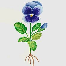 Il mio progetto del corso: Illustrazione botanica con acquerello. Traditional illustration, Fine Arts, Painting, Drawing, Watercolor Painting, and Botanical Illustration project by Elena Chesini - 02.15.2022